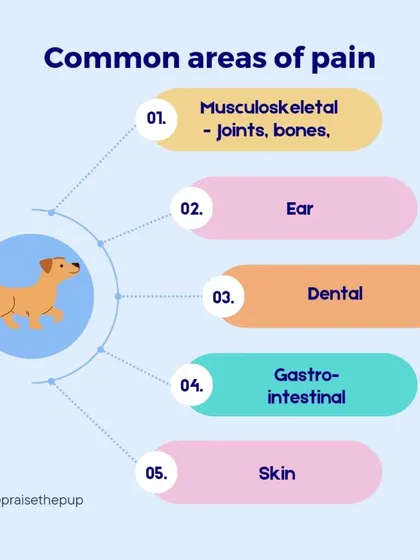 Pain can originate from many areas. The most common are musculoskeletal, ear, dental, gastro-intestinal, and skin issues. A holistic approach means considering all possibilities.