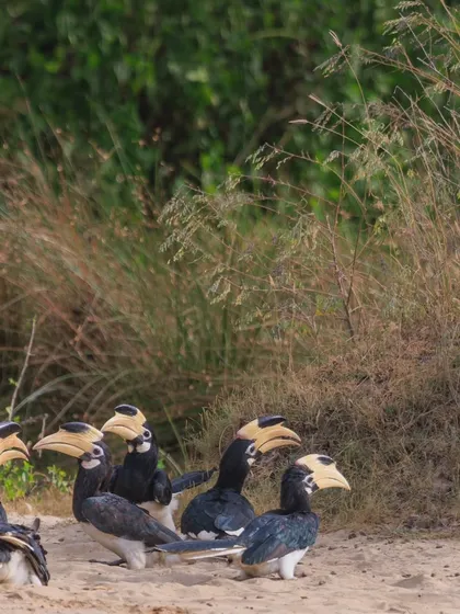 A group of Malabar Pied Hornbills gathered on the ground, seemingly in a deep discussion. Their social and often comical interactions are a delight to observe.