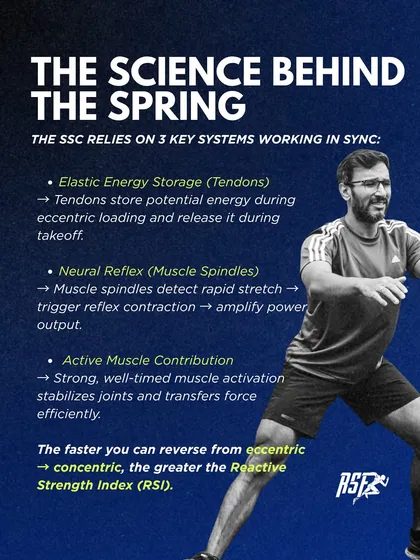 The stretch-shortening cycle relies on three systems working in sync: elastic energy storage in tendons, neural reflexes, and active muscle contribution. The faster this cycle, the greater your reactive strength.