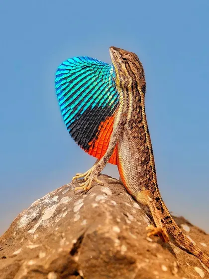 A male Fan-throated Lizard strikes a pose on a rock in Khandala, India. Its colorful dewlap is fully extended, a message of love and dominance broadcast to the world.