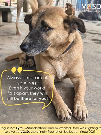 Kyra was misunderstood and mistreated, fighting to survive. Since 2021, she has been free to just be loved at VOSD.