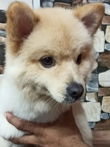 The big reveal. This is Bolt, a charming Pomeranian mix, looking sharp and feeling fresh after his full grooming session, which included a stylish teddy bear cut.