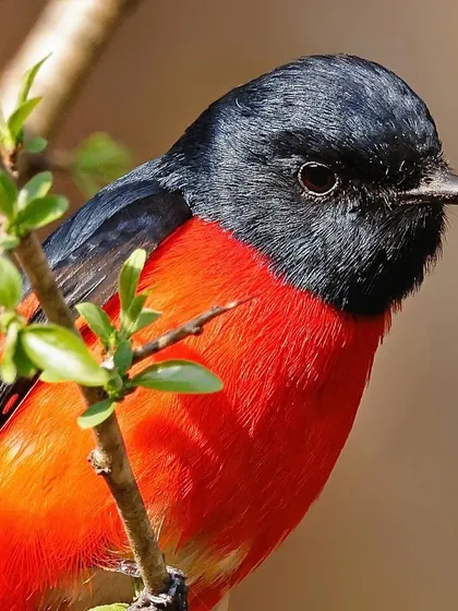 A macro shot of a male Scarlet Minivet. The intense, fiery red of its breast feathers contrasts sharply with its glossy black head, showcasing the bird's vibrant coloration.