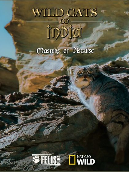Poster for the film screening of "Wild Cats of India - Masters of Disguise." This National Geographic documentary, part of our World Environment Day celebration, delves into the lives of India's lesser known felines.