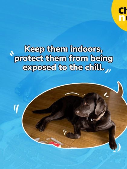 One way to manage your pooch's fur in winter is to keep them indoors and protect them from the chill.