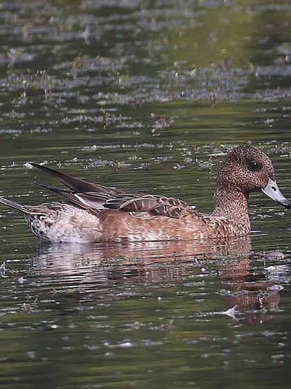 Waders, Ducks & Waterbirds photo 50