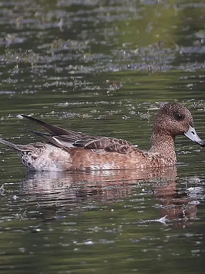 A Eurasian Wigeon, a common migratory bird in India. This dabbling duck was first described by Carl Linnaeus in 1758 and has a vast breeding range across Europe and Asia.
