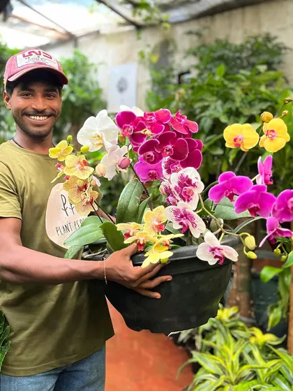 A basket full of happiness. One of our team members holding a large, colorful orchid arrangement, showcasing the riot of colors available in our new stock. They always fly off the shelves, so grab yours soon.