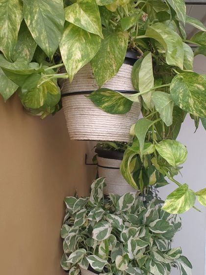 A close-up of the upcycled jute-wrapped planters. The combination of Golden Pothos and Manjula Pothos creates a beautiful cascade of variegated leaves.