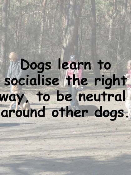 Gourav Vartalur - Dog Obedience Training Group Obedience Classes photo 7