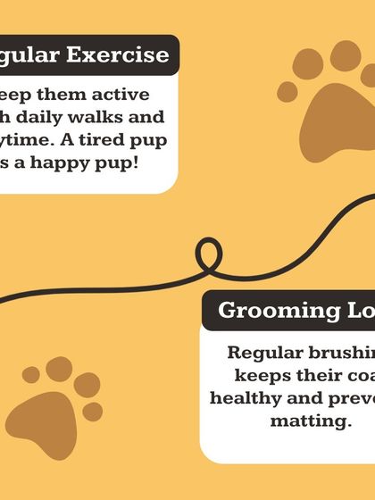 Here are some basic tips for a happy, tail-wagging life. Regular exercise, loving grooming sessions, and the important decision to neuter or spay all contribute to your pet's long-term health and happiness.