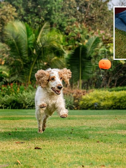 Mid-air action! Chase the cocker spaniel leaps to catch a ball during his fun-filled outdoor shoot.