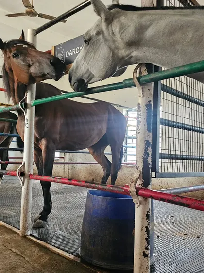 A look inside our stables where horses can interact safely. We ensure a low-stress environment, which is essential for their overall health and happiness.