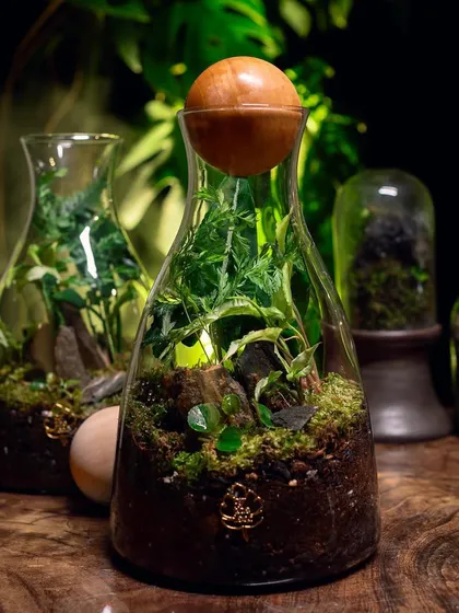 A collection of my decanter terrariums, each a unique, growing gift. These are perfect for festive occasions or as corporate gifts that leave a lasting impression.