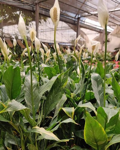 Plant & Gardening Supply Sales