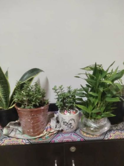 A small collection of plants delivered to a customer's home, including a Snake Plant and a Jade Plant.