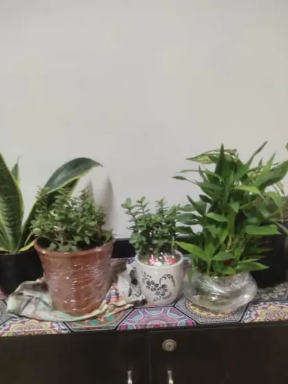 A small collection of plants delivered to a customer's home, including a Snake Plant and a Jade Plant.