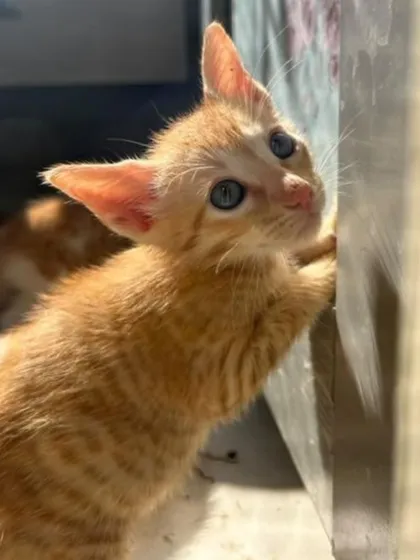 A curious 2-month-old ginger kitten trying to climb. This is one of a litter of four who are safe with their mom but need their own homes.