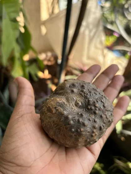 This is an air potato, a type of yam that grows on a vine. It's a fascinating plant to grow, and I'm about to plant it to cultivate a new vine.
