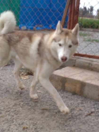 Petboro - Dog Boarding & Daycare Portraits of Our Happy Guests photo 9