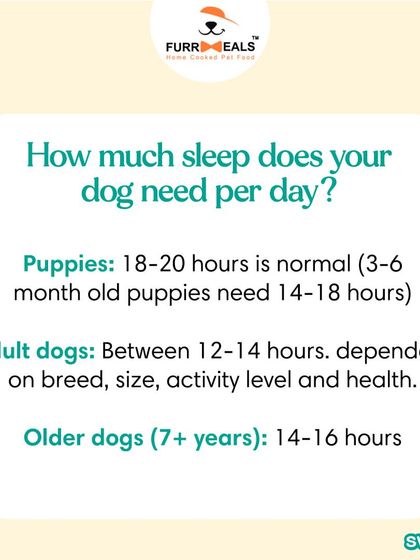 Is your dog getting enough sleep? This guide explains how much sleep dogs need at different life stages and how diet can affect their sleep quality, because a well-rested pup is a happy pup.