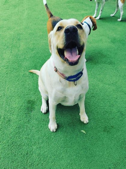 Becky's Bow Wow House - Dog Boarding (Overnight & Long-Term) Pawsitive Vibes: Our Happy Guests photo 16