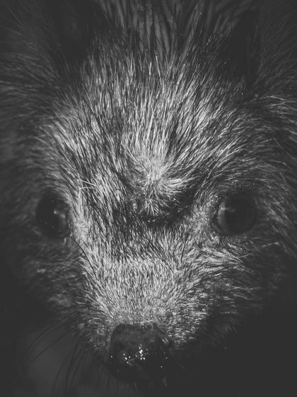 A close-up black and white portrait of an Indian long-eared hedgehog from Basai village, capturing its inquisitive expression.