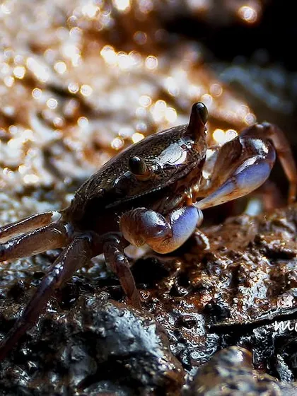 This tiny Purple Shore Crab was one of the biggest challenges I’ve ever faced. Capturing a subject this small with my huge 600mm lens required so much patience and careful positioning. I’m incredibly proud of this shot because it represents the dedication I bring to every project.