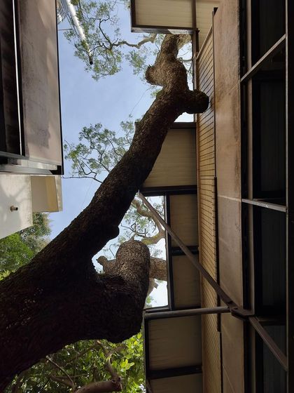 Looking up between the old school building and our new classroom extension, with the branches of a tree reaching for the sky. The design creates a close relationship between the children, their learning space, and nature.