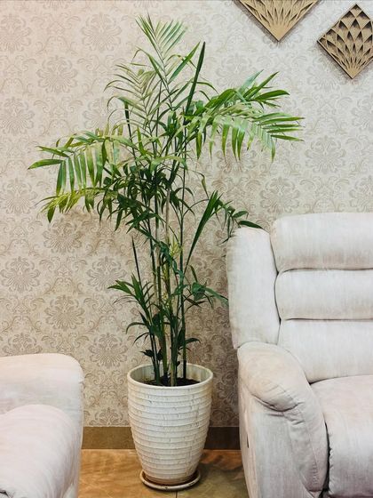The same beautiful Bamboo Palm, this time in a classic white ceramic planter. It shows how the right planter can seamlessly integrate a plant into your existing home aesthetic.