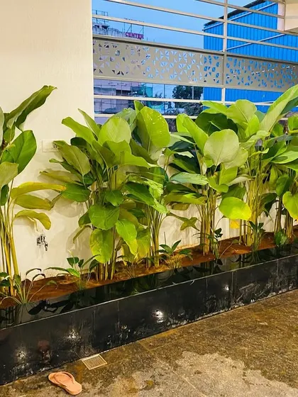 A row of Calathea Lutea plants in a sleek black planter box. This is a great solution for adding a uniform line of greenery along a wall or walkway, as seen in this evening shot.