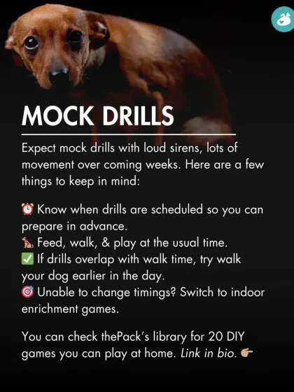 The Pack - Online Pet Parent Community A Voice for Every Dog photo 44