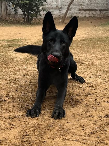 The beautiful Willow, a working-line German Shepherd, posing during her stay with us. She'll be starting her training soon.