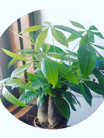 Easy-Care Indoor Plants photo 10