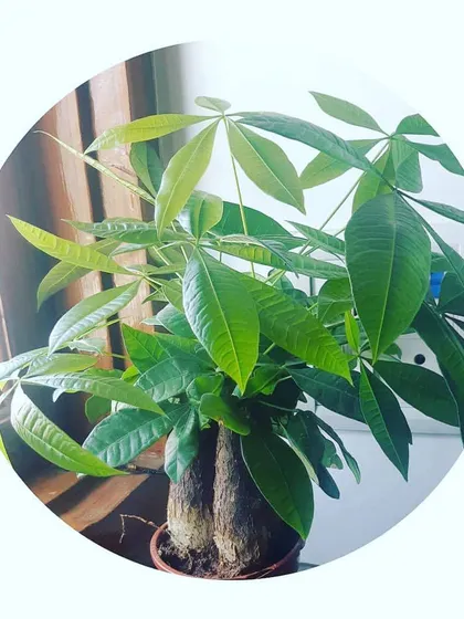 The Pachira, or Money Tree, is a popular plant often associated with good fortune. It features a braided trunk and lush, vibrant leaves, making it a great statement piece.