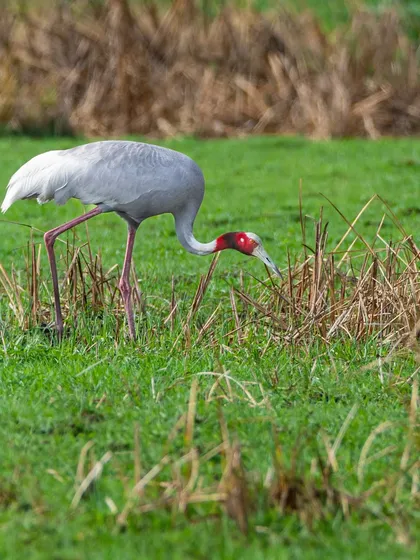 A portrait of a Sarus Crane foraging in a field in Gujarat. These birds have adapted to coexist with people, offering a beautiful example of harmony between wildlife and agriculture.