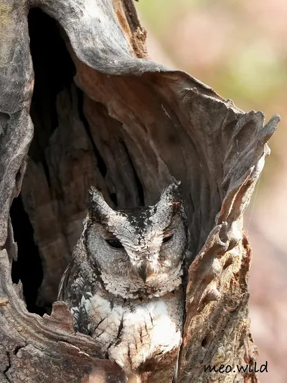 Can you spot it? This Indian Scops Owl is a true master of camouflage, blending perfectly into the tree hollow. Finding and photographing these hidden gems requires a lot of patience and a very keen eye.