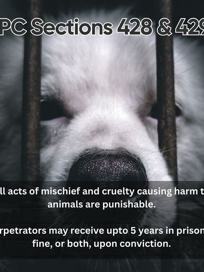 Charlie's Animal Rescue Centre - Animal Welfare Advocacy Be Their Voice: Advocacy & Awareness photo 4