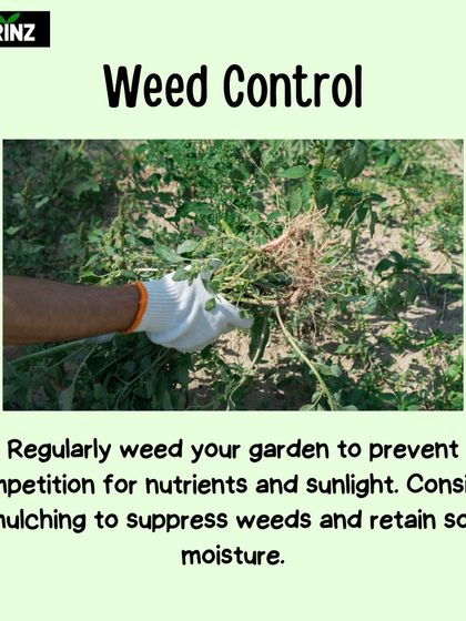 Hygrinz - Garden Maintenance Gardening Know-How: Tips & Techniques photo 40