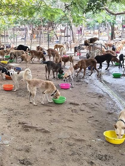 A wide shot of our dogs enjoying their dinner under the trees. This is their daily routine, a peaceful communal meal in their safe haven.