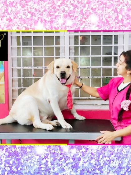 Fuzzy Wuzzy - Pet Grooming & Spa Spaniels, Retrievers & Large Breed Grooming photo 10
