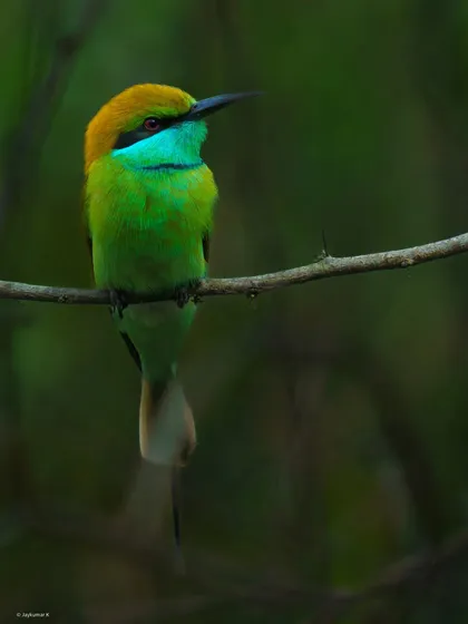 A Green Bee-Eater perched in the dark foliage, its green and gold feathers glowing. This low-light portrait is both moody and beautiful.