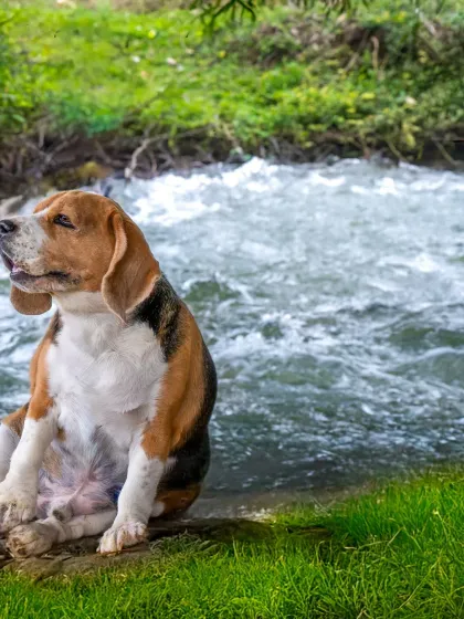 A slightly different angle of Scamp by the rushing river, capturing the movement of the water and his calm demeanor.