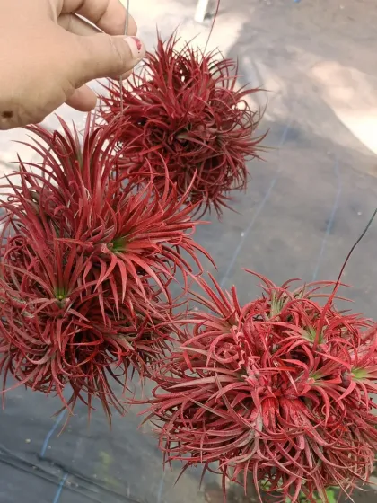 An exotic red Tillandsia, or air plant. These unique plants don't need soil to grow.