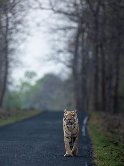 Tigers of India's Jungles photo 88