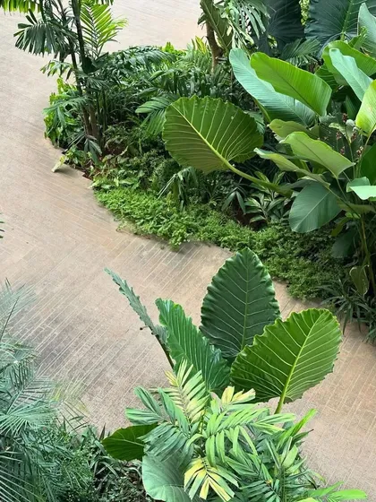 The garden path at our Alibaug project, seen from above. The dense, multi-layered planting creates a cool and shaded microclimate, offering a respite from the coastal heat.