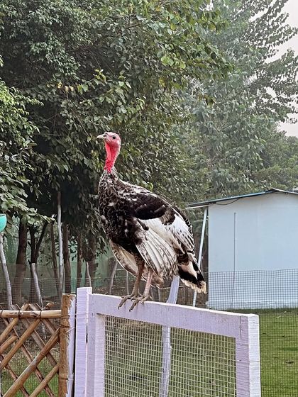 The king of the roost. One of our majestic turkeys surveying his kingdom from a fence post, showing off his impressive size and plumage.