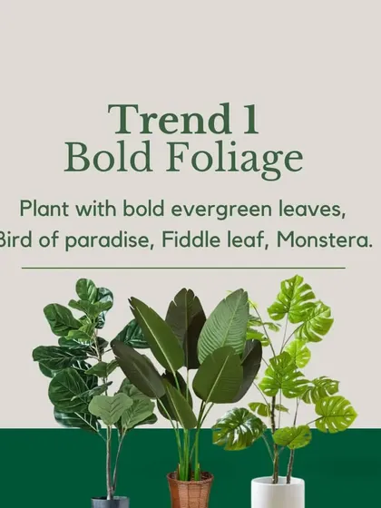 Trend 1: Bold Foliage. Plants like the Fiddle Leaf Fig, Bird of Paradise, and Monstera make a strong statement with their large, architectural leaves, perfect for creating a focal point.