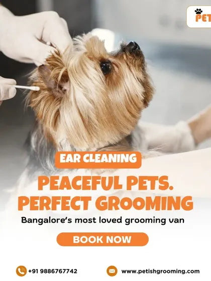 Petish Grooming - Mobile Grooming for Dogs & Cats Our Full Grooming Process photo 12