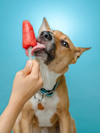 Summers are for cool treats! This fun shot captures the pure bliss of a dog enjoying a popsicle. My sessions are all about creating a relaxed space where we can capture these spontaneous, happy moments.